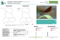 Calopteryx-haemorrhoidalis